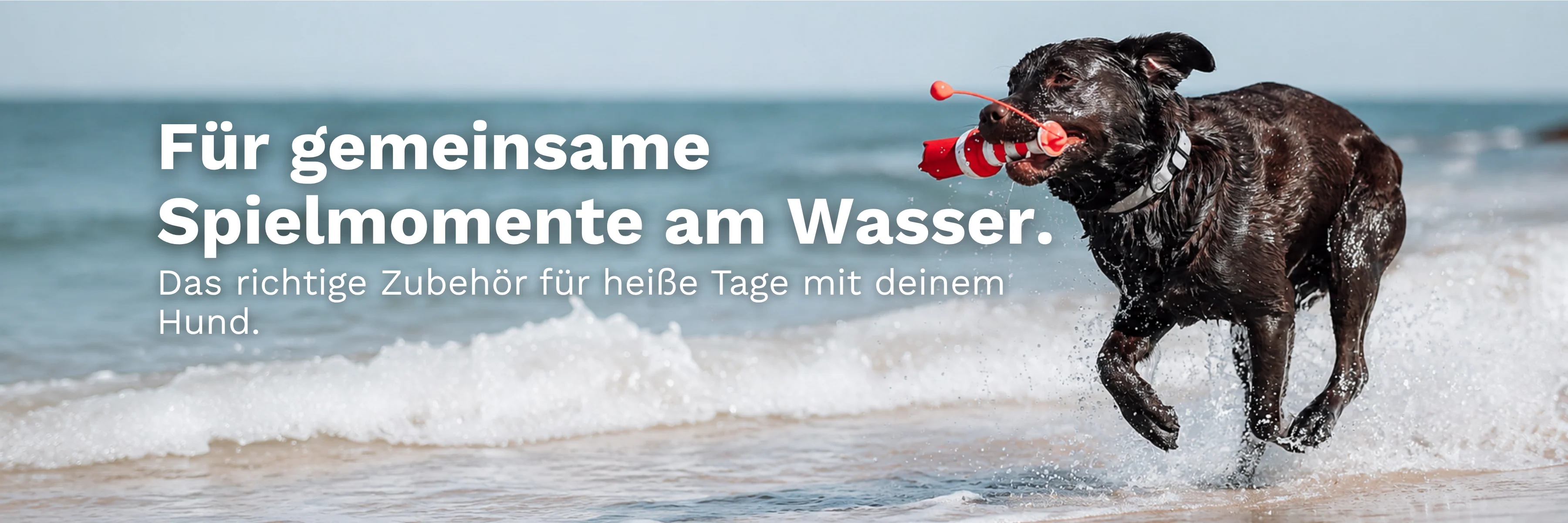 Perfektes Teamwork für Hundeprofi-Fans